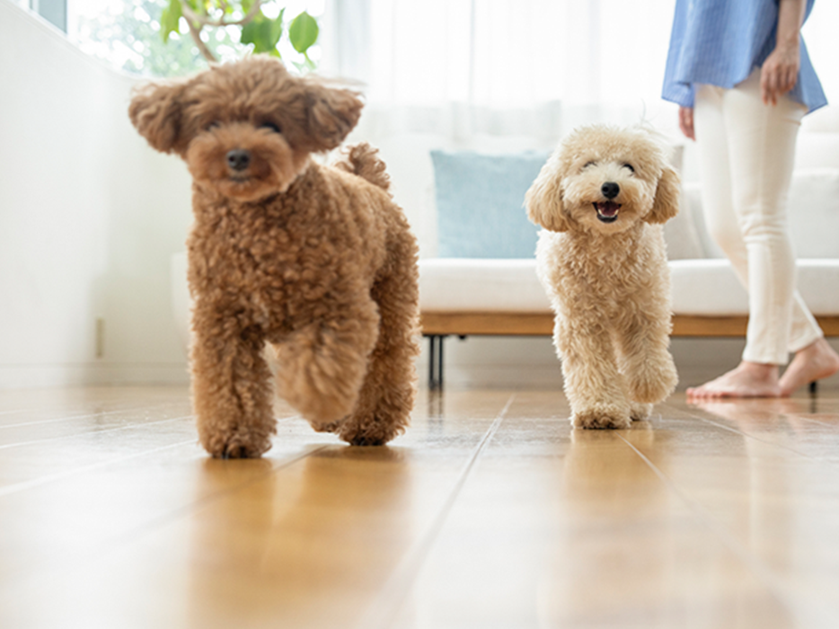 愛犬にもやさしい床