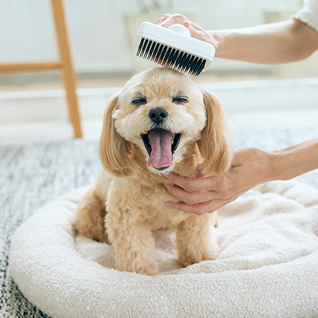 愛犬にも、自分の居場所を。